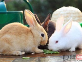 养兔子赚钱吗