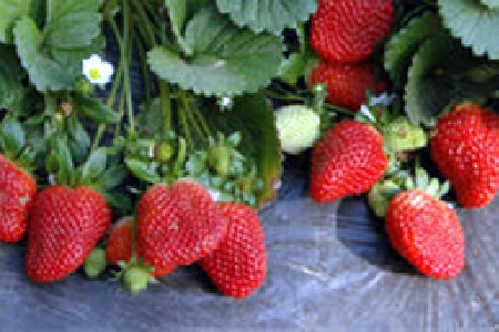 草莓麻哥告诉你是什么季节的水果.jpg