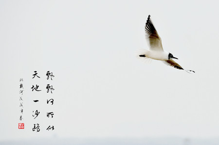 uc下一页:天地一沙鸥.jpg