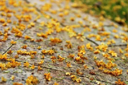 桂花载酒，不似少年游